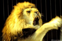 /album/animaux/fauves-6-jpg/